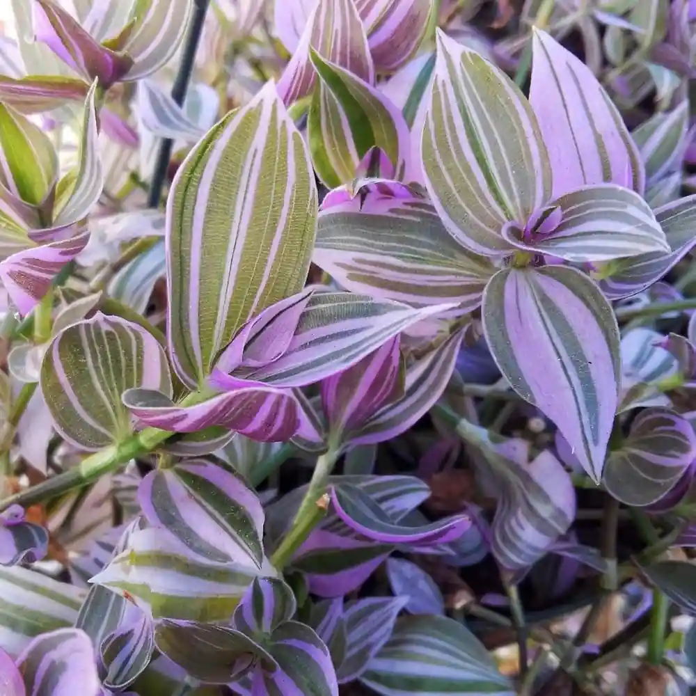 Wandering Gew Plant